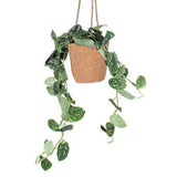 Scindapsus pictus ''argyraeus'' (Zilverrank) (S) - plantforyou.nl