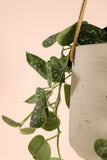 Scindapsus pictus ''argyraeus'' (Zilverrank) (S) - plantforyou.nl