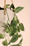 Scindapsus pictus ''argyraeus'' (Zilverrank) (S) - plantforyou.nl