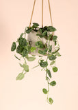 Scindapsus pictus ''argyraeus'' (Zilverrank) (S) - plantforyou.nl