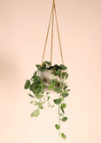 Scindapsus pictus ''argyraeus'' (Zilverrank) (S) - plantforyou.nl