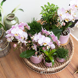 Kolibri Home | Gold foot pink bloempot - Roze keramieken sierpot met gouden rand - Ø6cm - plantforyou.nl