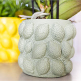 Kolibri Home | Citrus pot groen - Ø12cm - plantforyou.nl