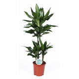 Dracaena Janet Lind Ø21cm - ↕90cm - plantforyou.nl