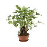 Philodendron Xanadu Op Stam - Ø22cm - ↕50cm - plantforyou.nl