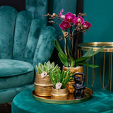 Kolibri Company | Gift set Hotel Chic| Plantenset met paarse Phalaenopsis Orchidee en Succulenten incl. keramieken sierpotten - plantforyou.nl