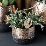 Kolibri Home | Elite pot copper  - Ø6cm - plantforyou.nl