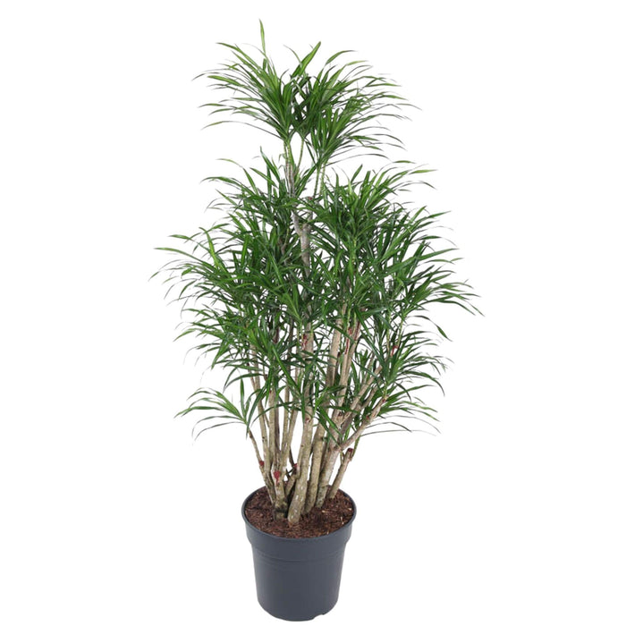 Dracaena Anita vertakt - 140 cm - ø31 - plantforyou.nl