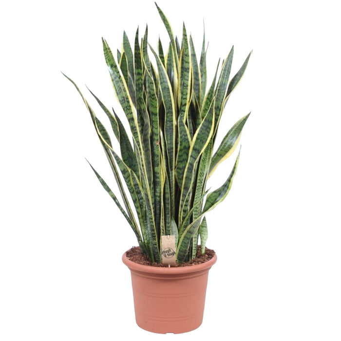 Sansevieria Laurentii - 100 cm - ø35 - plantforyou.nl