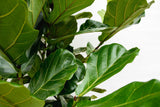 Ficus Lyrata struik XL - 230cm - ø40 - plantforyou.nl