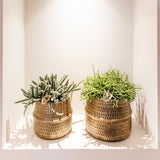 Kolibri Greens | Planten set - met 3 Rhipsalis mix - incl. keramieken sierpotten | potmaat Ø9cm - plantforyou.nl