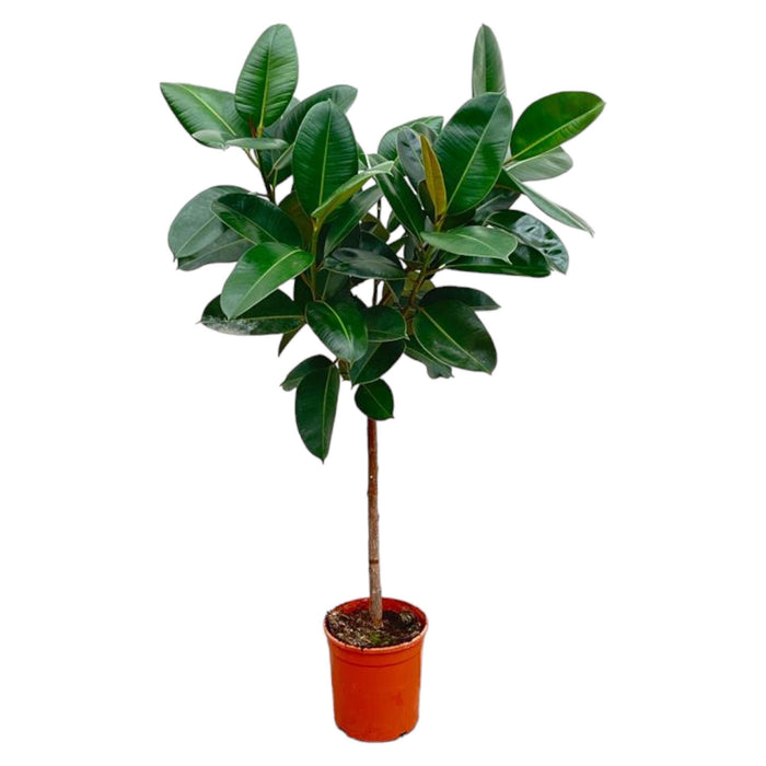 Ficus Elastica Robusta op stam - 130 cm - ø24 - plantforyou.nl
