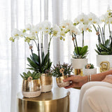 Kolibri Home | Elite pot gold - Ø6cm - plantforyou.nl