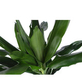 Dracaena Janet Lind Ø24cm ↕120cm in Albury BLACK print mand - plantforyou.nl