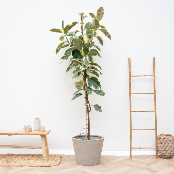 Ficus Tineke Op Stam - 220cm - ø30 - plantforyou.nl