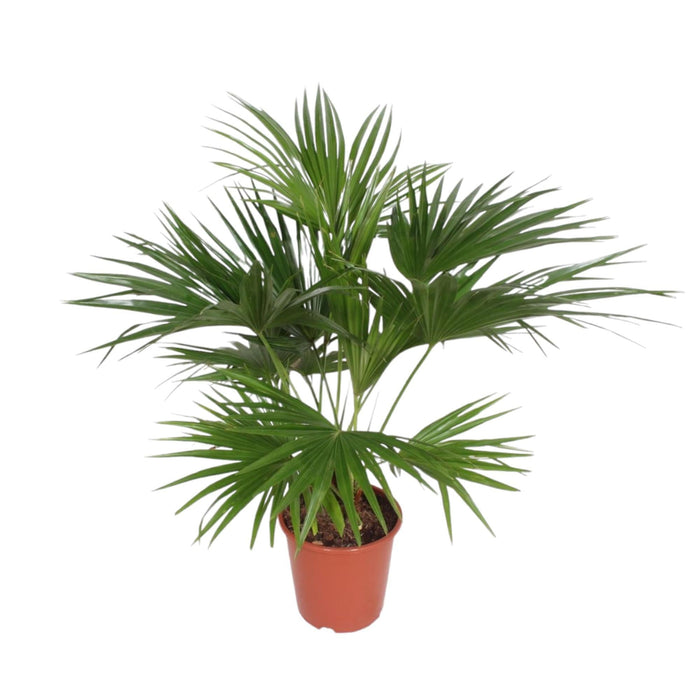 Livistona Chinensis - 150 cm - ø27 - plantforyou.nl
