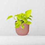 Epipremnum Pinnatum ‘Golden Pothos’ in ELHO Vibes Fold 14cm roze - plantforyou.nl