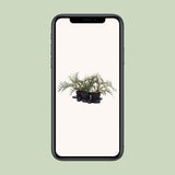 Philodendron Tortum - Ø19cm - ↕50cm - plantforyou.nl