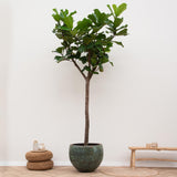 Ficus Lyrata boom XXXL - 300cm - ø55 - plantforyou.nl
