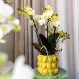 Kolibri Home | Citrus pot yellow - Ø9cm - plantforyou.nl