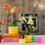 Kolibri Home | Citrus pot yellow - Ø9cm - plantforyou.nl