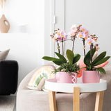 Kolibri Home | Happy Mug roze bloempot - roze keramieken sierpot - Ø6cm - plantforyou.nl