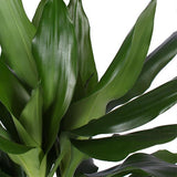 Dracaena Janet Lind Ø21cm - ↕90cm - plantforyou.nl