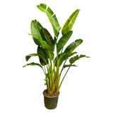 Strelitzia Augusta multi stam XXL - 250 cm - ø50 - plantforyou.nl