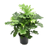 Philodendron Xanadu - Ø21cm - ↕80cm - plantforyou.nl