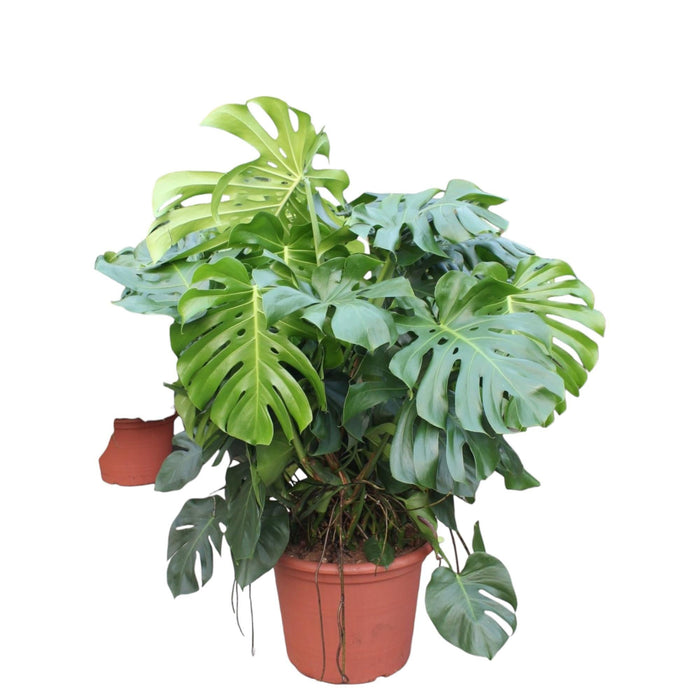 Monstera Deliciosa XXXL - 130 cm - ø55 - plantforyou.nl