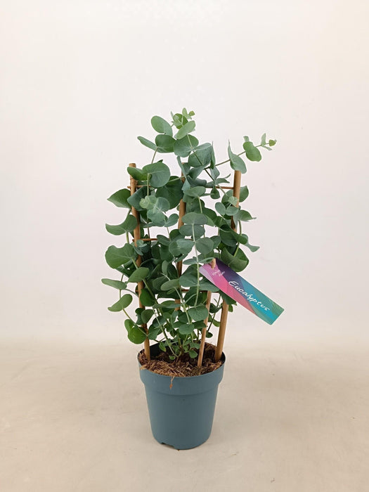 Eucalyptus Cinerea Silver Dollar 12 Cm Rek - Ø12cm - ↕40cm - plantforyou.nl