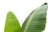 Strelitzia Augusta - 210cm - ⌀30 - plantforyou.nl