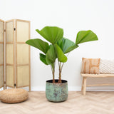 Licuala Grandis Dubbele stam - 170cm - ø45 - plantforyou.nl