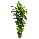 Ficus Lyrata struik XL - 230cm - ø40 - plantforyou.nl