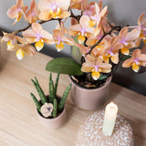Kolibri Home | Harmony bloempot - Zandkleurige keramieken sierpot - Ø9cm - plantforyou.nl