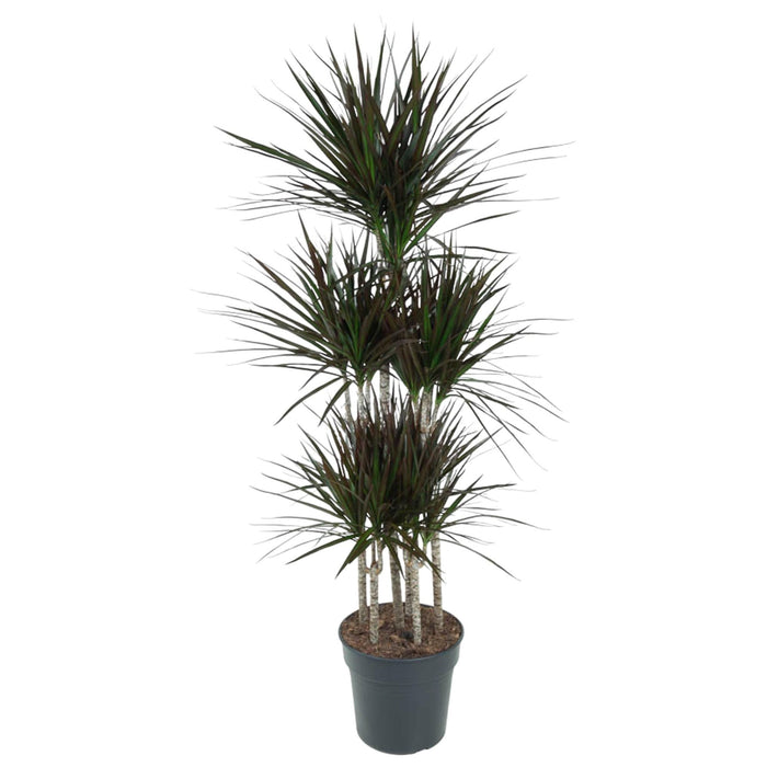 Dracaena Magenta Carrousel - 150cm - ø31 - plantforyou.nl