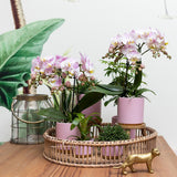 Kolibri Home | Gold foot pink bloempot - Roze keramieken sierpot met gouden rand - Ø9cm - plantforyou.nl