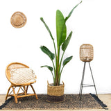 Strelitzia Augusta - 210cm - ⌀30 - plantforyou.nl