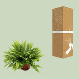 Nephrolepis Boston Green Moment - Ø12cm - ↕20cm - plantforyou.nl