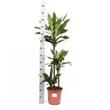 Dracaena Janet Lind Ø24cm ↕120cm in Albury BLACK print mand - plantforyou.nl