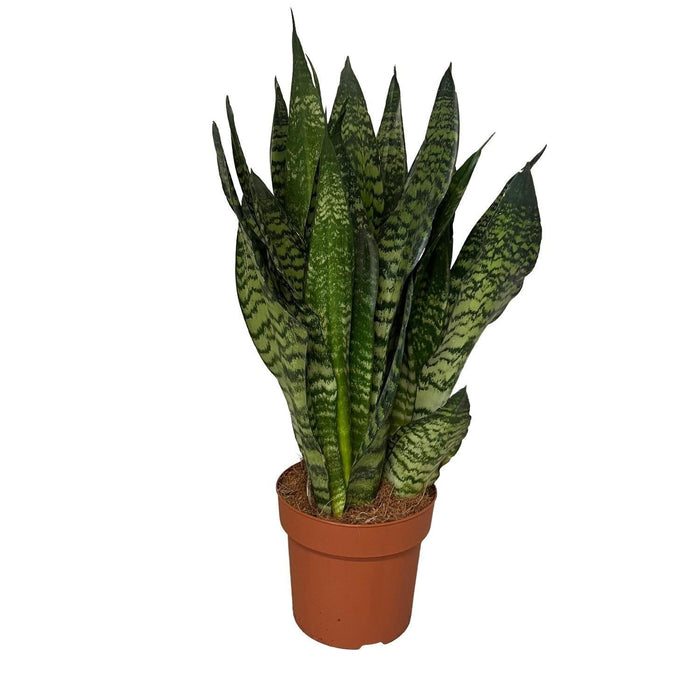 Sansevieria Zeylanica 3PP - Ø17cm - ↕55cm - plantforyou.nl