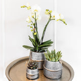 Kolibri Home | Groove bloempot - Gouden keramieken sierpot - Ø9cm - plantforyou.nl
