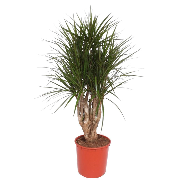 Dracaena Marginata vertakt - 140 cm - ø34 - plantforyou.nl