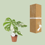 Monstera Deliciosa Variegata - Ø15cm - ↕45cm - plantforyou.nl