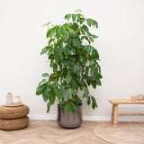 Schefflera Amate  - 200cm - ø30 - plantforyou.nl