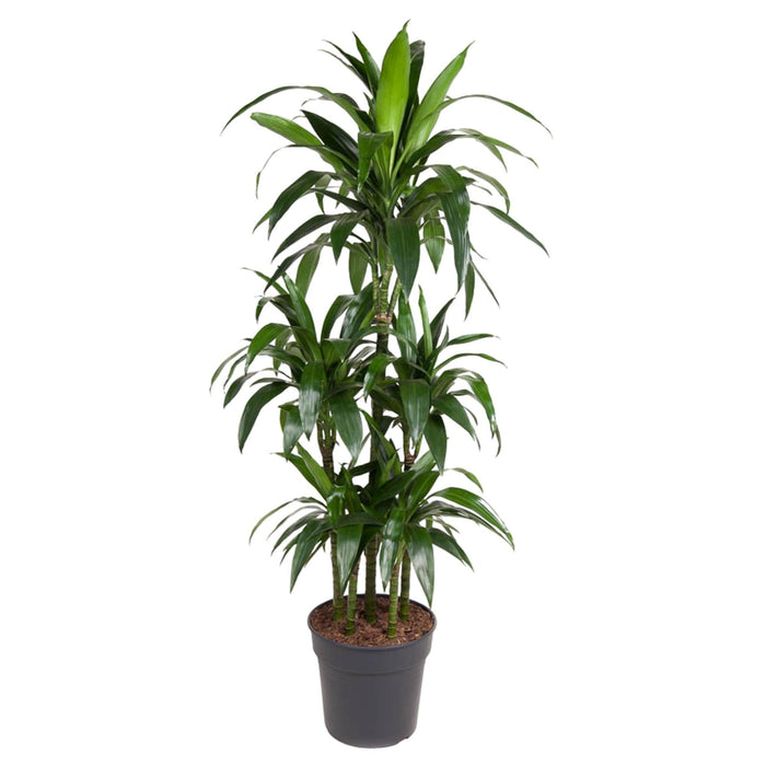 Drecaena Janet Craig Carrousel - 140 cm - ø31 - plantforyou.nl