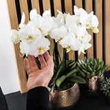 Kolibri Home | Elite pot copper  - Ø12cm - plantforyou.nl