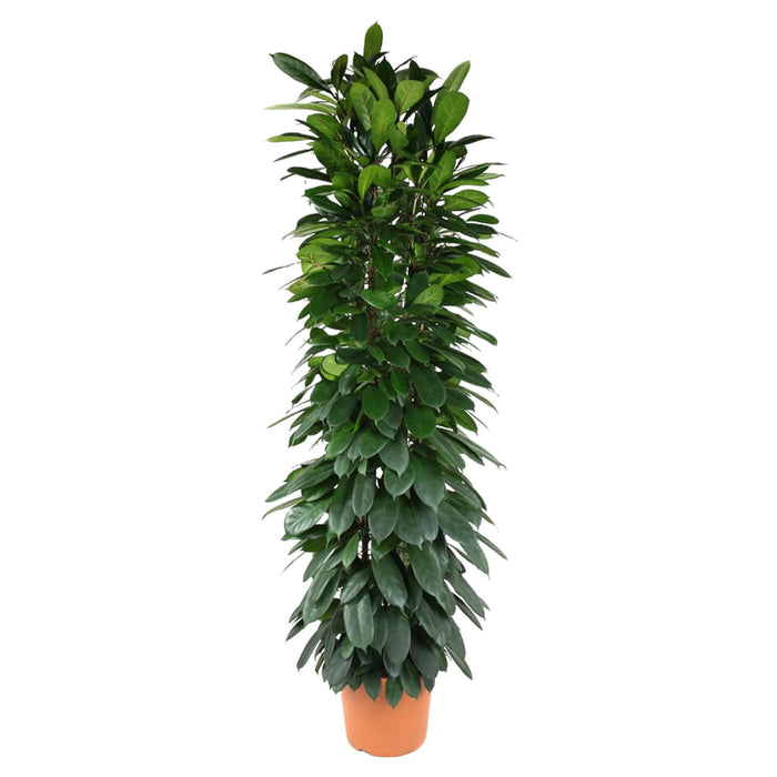 Ficus Cyatistipula zuil - 200 cm - ø35 - plantforyou.nl