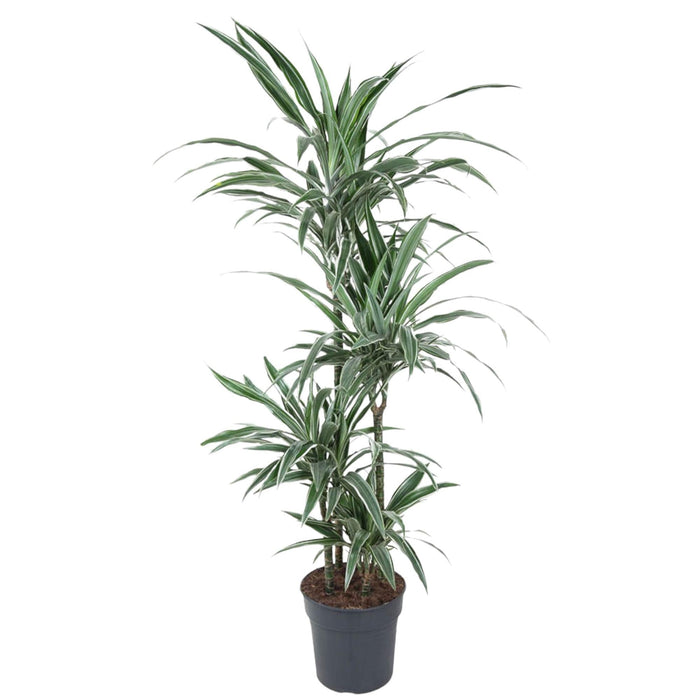Dracaena Warneckei - 150 cm - ø24 - plantforyou.nl