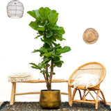 Ficus Lyrata vertakt XL - 200cm - ø32 - plantforyou.nl